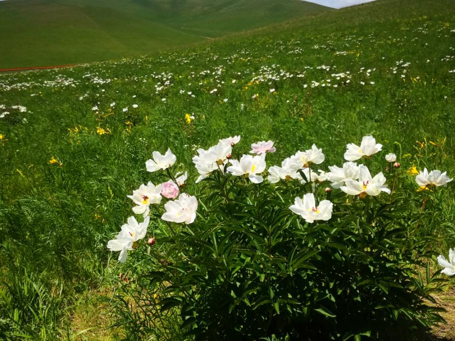 Цэцгийн зун шиг ээжийгээн би цэцгэн дундуур хөтлөөд алхана