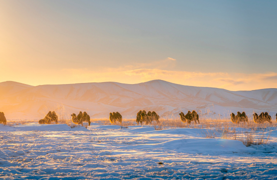 Өнөөдөр нутгийн зүүд хойд хэсгээр нойтон цас орно