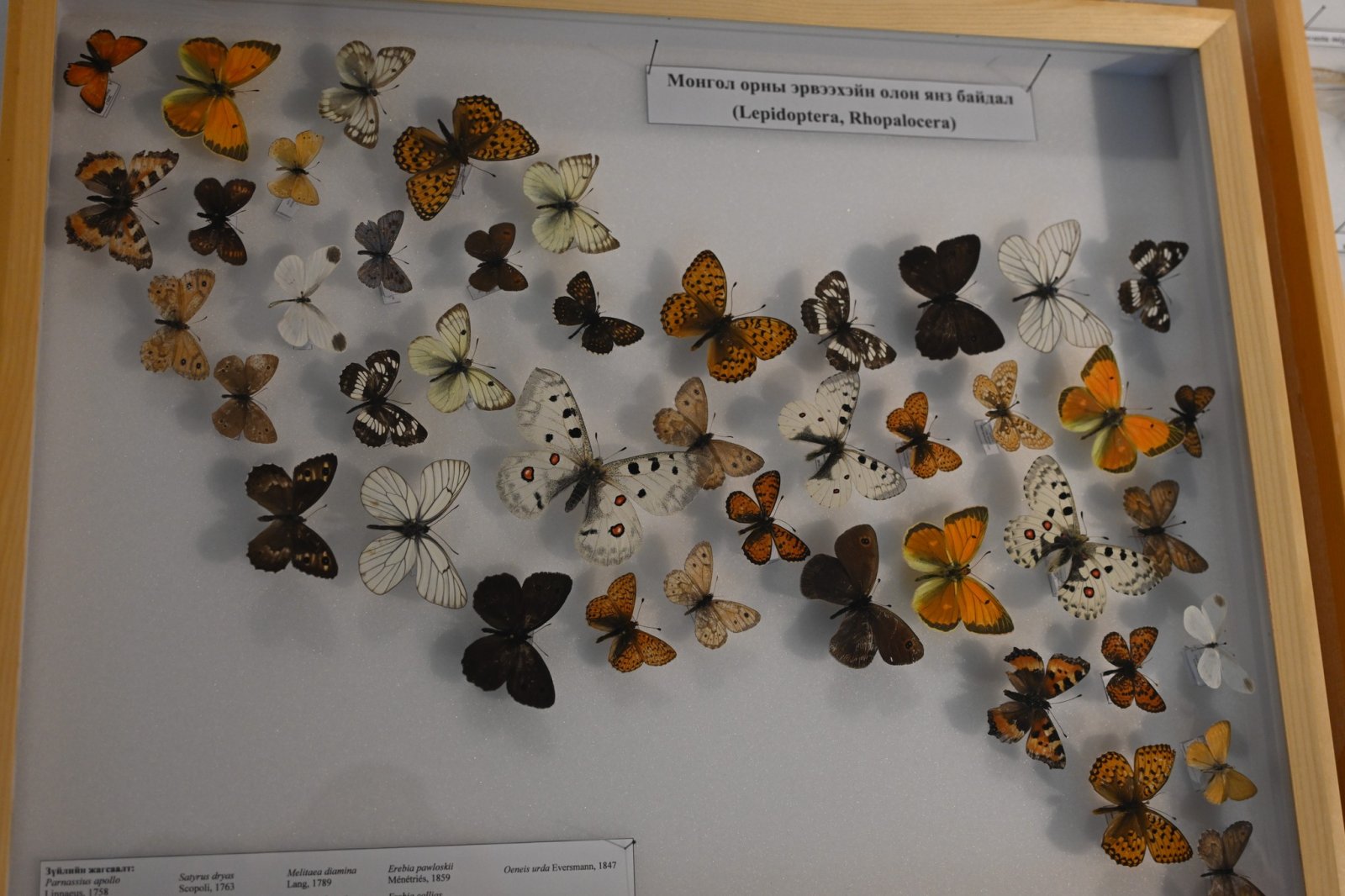 "Амьд ертөнцийн спектр" үзэсгэлэнгийн нээлт боллоо