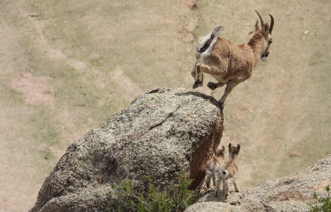 Хөвсгөлд нутагшуулсан янгир ихэрлэжээ