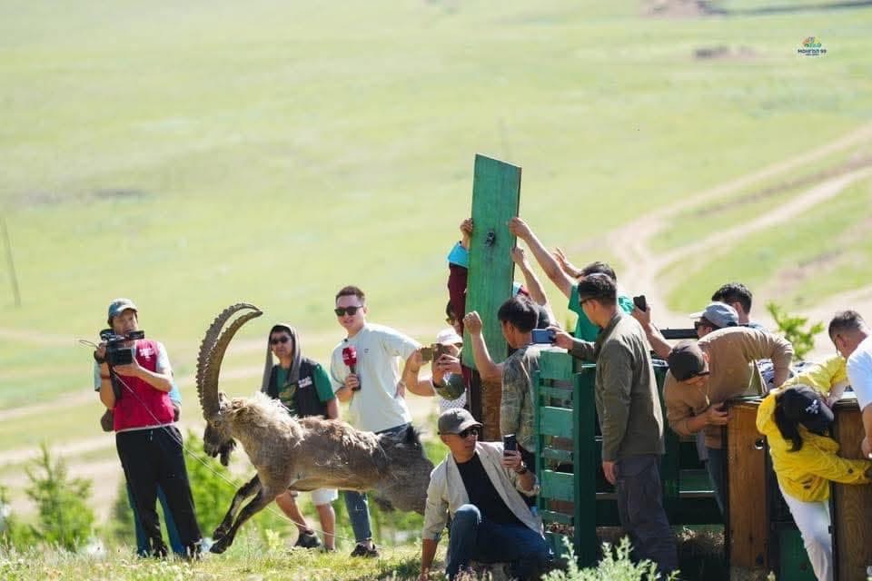 Архангай аймагт сүүлийн гурван жилд 48 янгир нутагшуулжээ