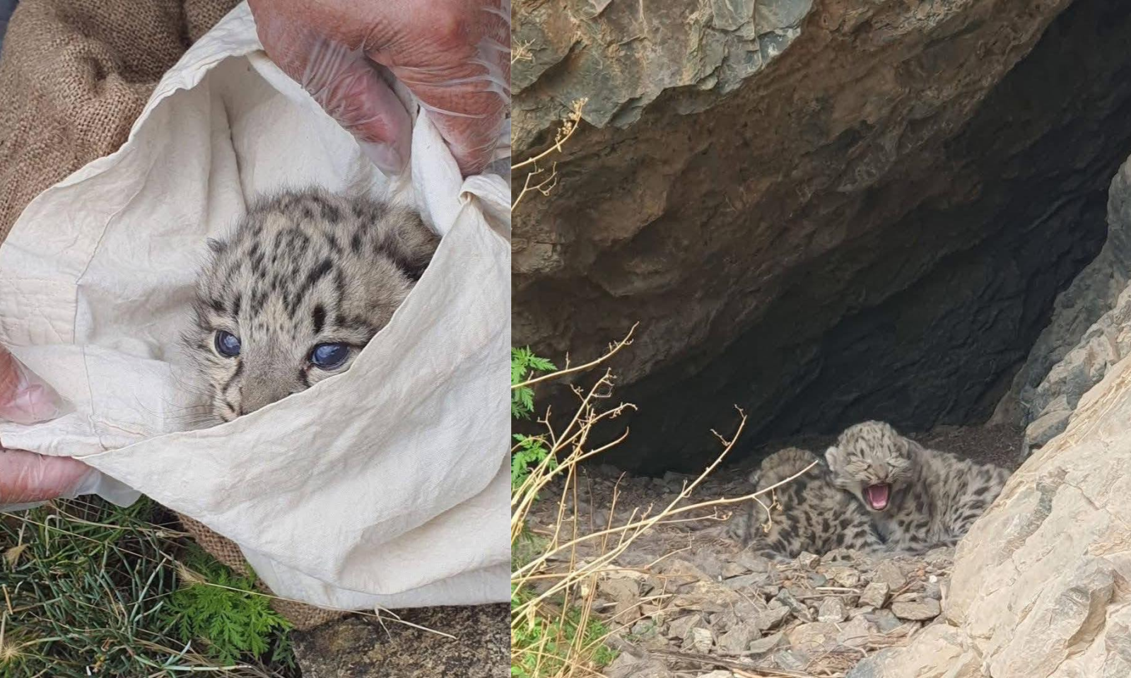 Тостын нуруунд цоохор ирвэсийн таван зулзага төржээ