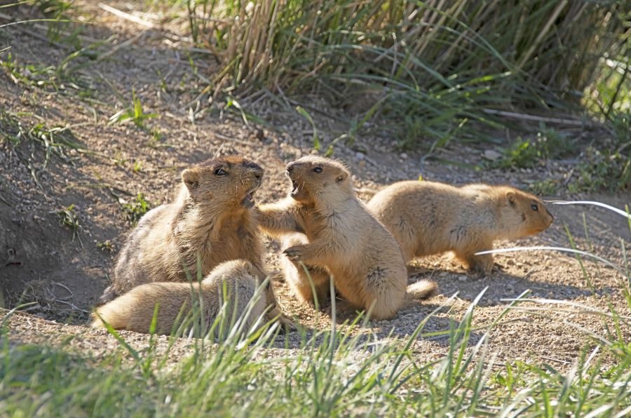 Нойтон тарвага нэвтрүүлэхийг оролдсон 58 удаагийн зөрчил илрүүлжээ