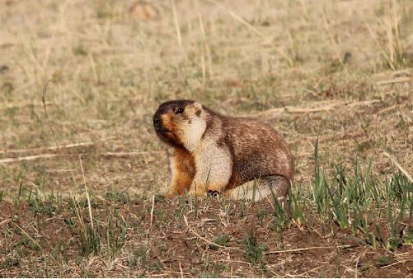 Ахуйн зориулалтаар 540 толгой тарвага агнуулах зөвшөөрөл олгож эхэллээ