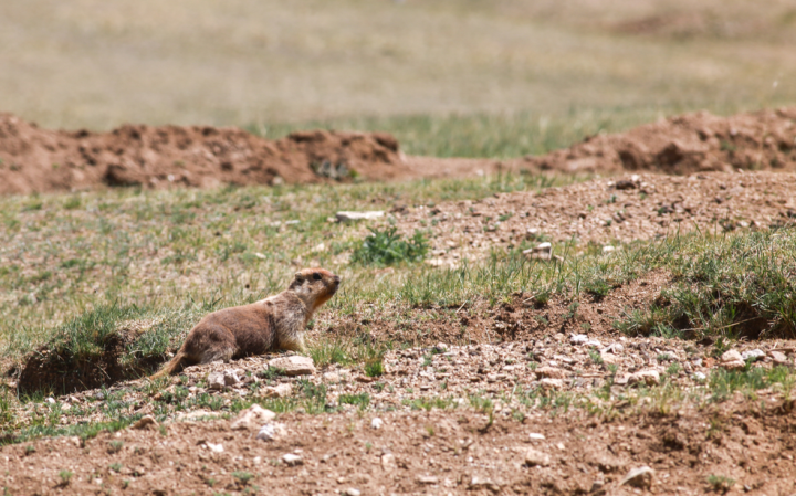 34 хүнээс тарваган тахлын шинжилгээ авахад 22 нь эерэг гарчээ