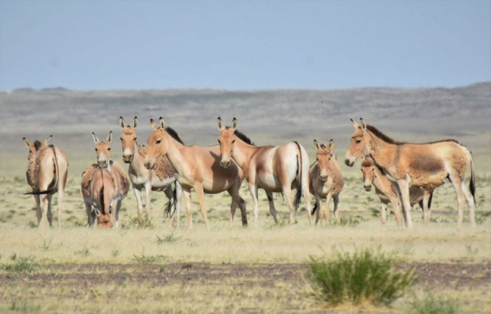 Хулан хамгаалах өдөр тохиож байна