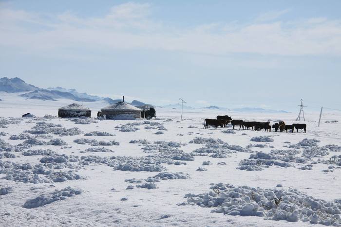 Нийт нутгийн 46 хувьд цастай байна